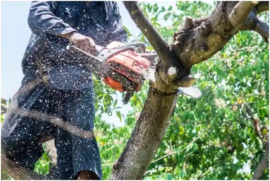 tree services Port Royal